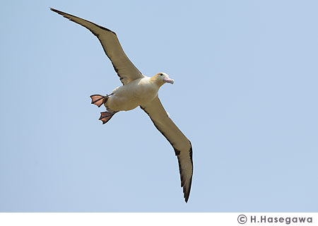 ���Ă���A�z�E�h���i�b�j�g�������������@�g��������������