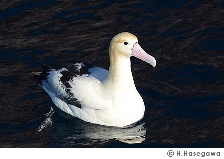 �C��̃A�z�E�h���i�b�j�g�������������@�g��������������