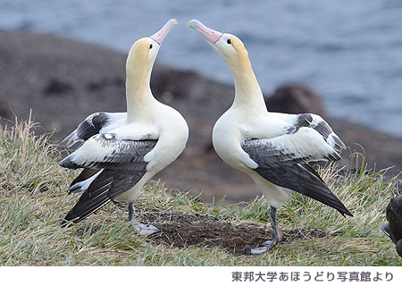 �����̃_���X�^���M��w���ق��ǂ�ʐ^�ق��