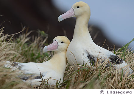 �����F�A�z�E�h���͈�v��Ȃ̈���[�����ł��i�b�j�g�������������@�g��������������